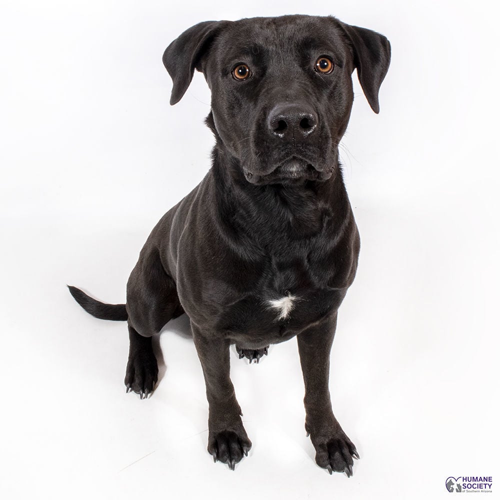 Adopt a friend: Vegas